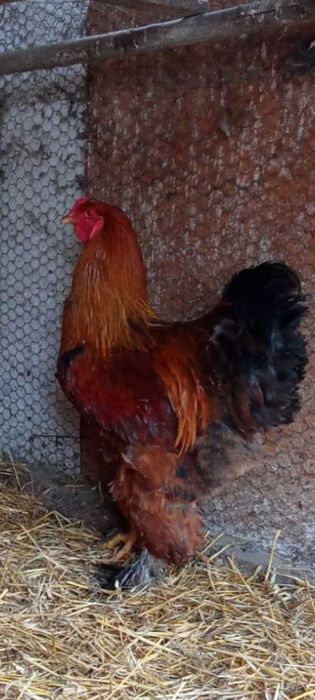 Cocoși Brahma,pitici,turturele