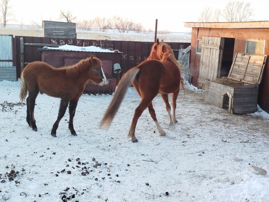 Лошадь с жиребенком