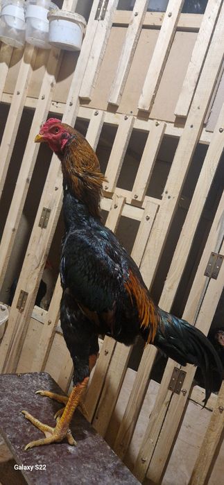 Дакан хинт майски