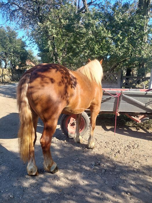 Vând manza semigrea