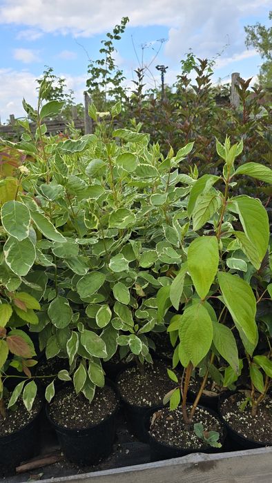 Растения кустарник