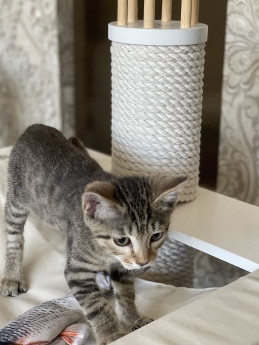 Котенок 2.5 месяца