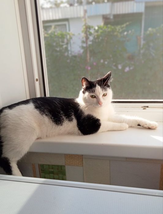 Передержка кошек
