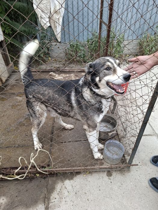 Отдам в добрые руки Лайку