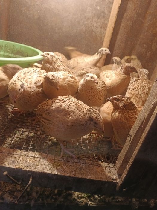 Продам молодых перепелов