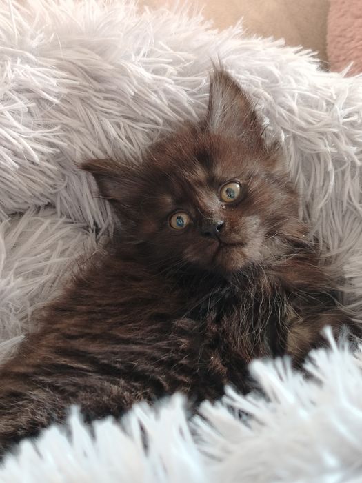 Мейн-куны крупная линия