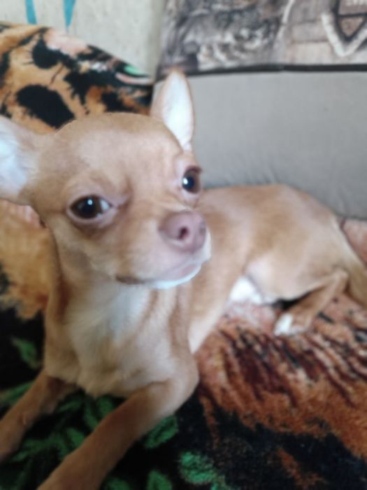 Ждём невесту Порода Чихвахва