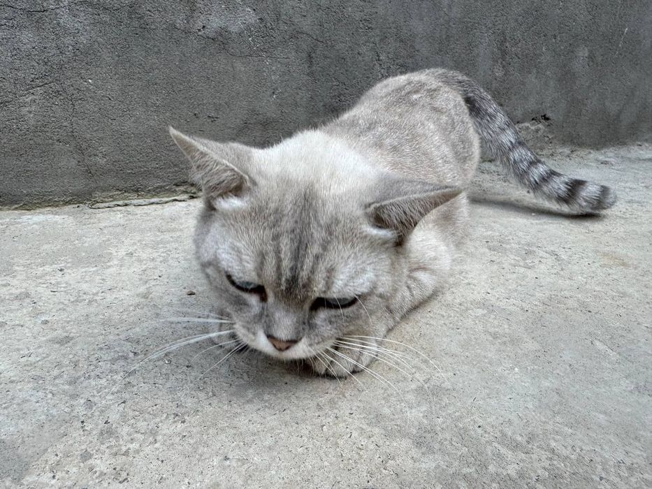 Britanskiy mushuk sotiladi