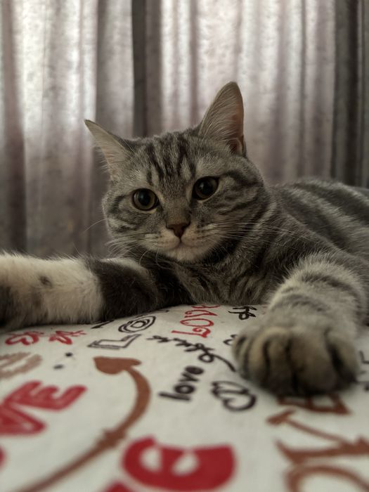 Отдам кота в хорошие руки