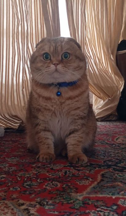 Британский веслух золотая шиншилла ўғил бола 2 ёш