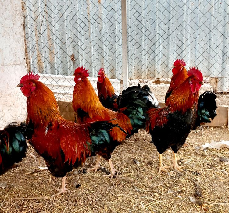 Продаются петушки
