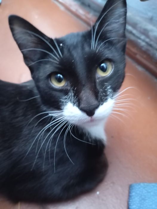 Кот к лотку приучин