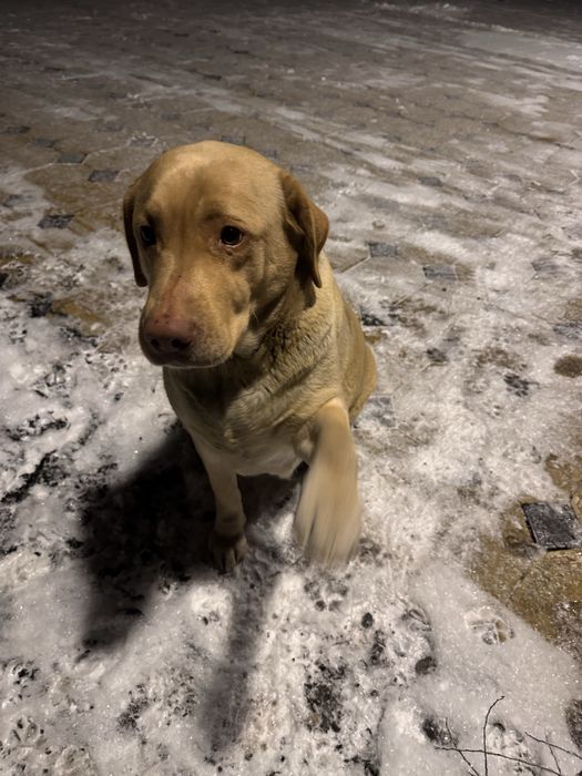 продам девочку Лабрадора