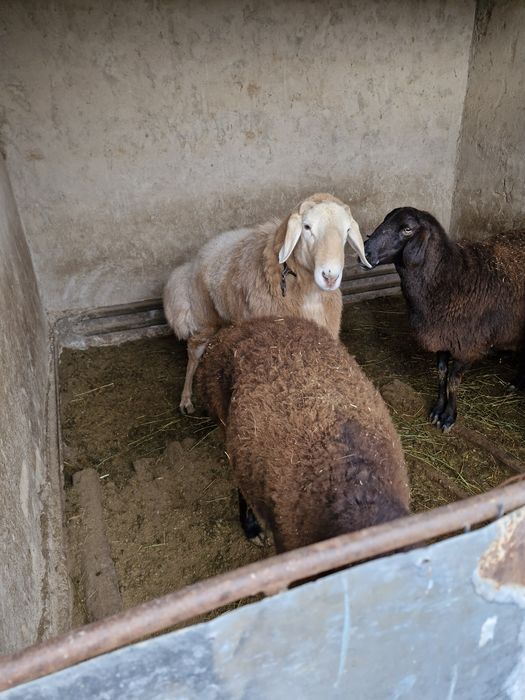 Төрт бас қой және бір бас қошқар сатылады