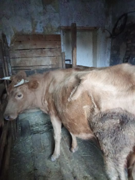 Продаю бычка  подсосного