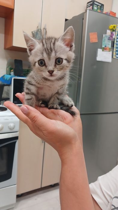 Отдам котенка 1 месяц