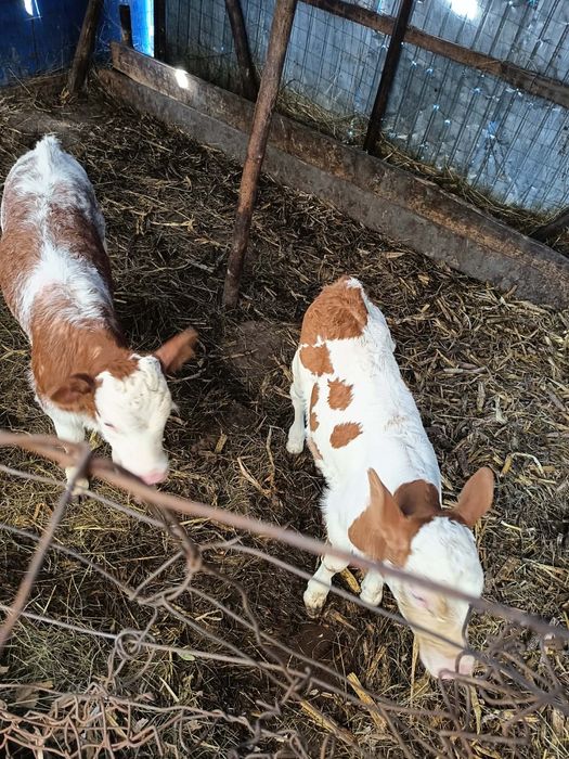 Vand Vaci cu vitei langa ele