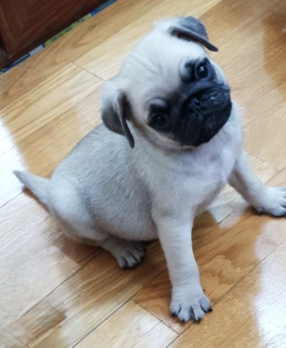 Mops /Pug/Pag Transport in toata Ro