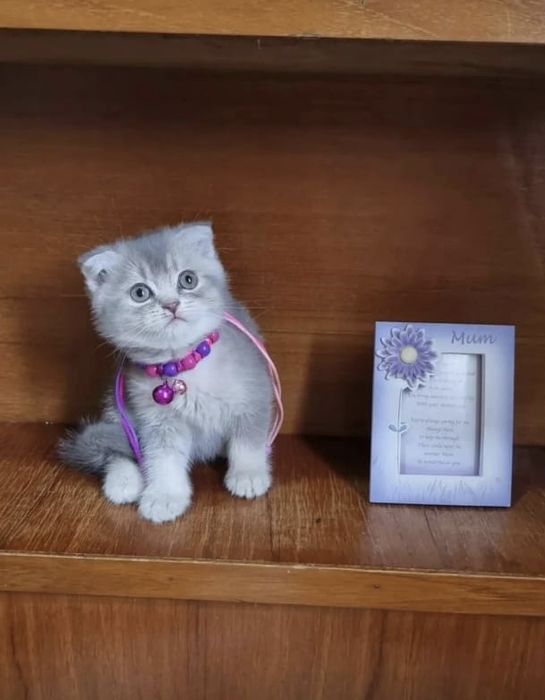 Шиншилла Вислоухие Шотландские