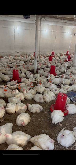 Товук ферма сотилади