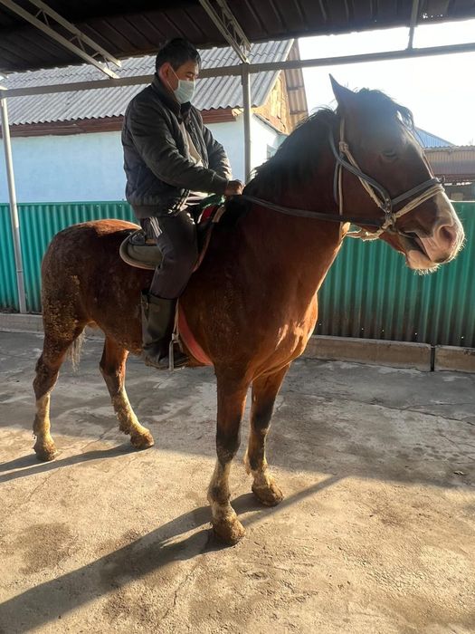 Айгыр сатылады. Продается жеребец.