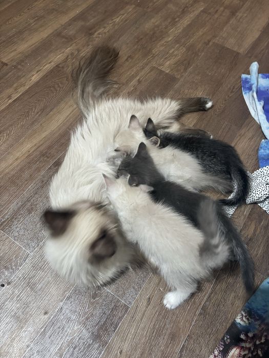 Котята 4 пацана 1 девочка