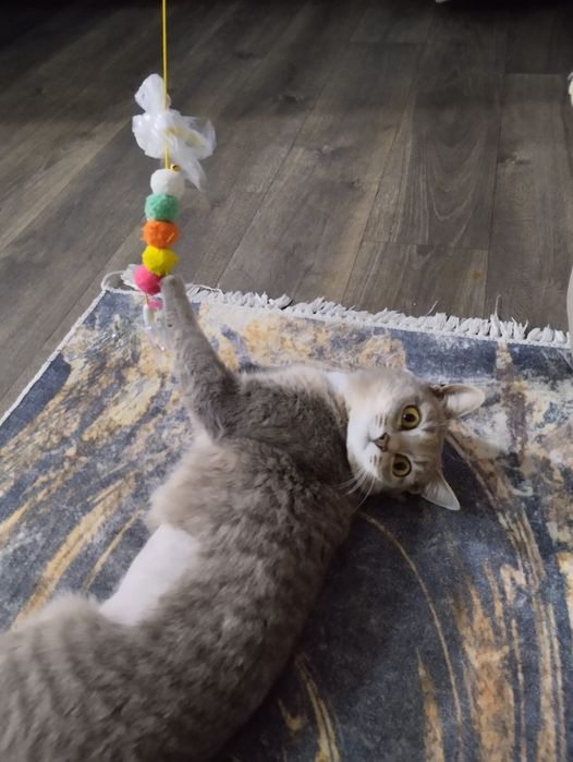 Кошечка в добрые руки