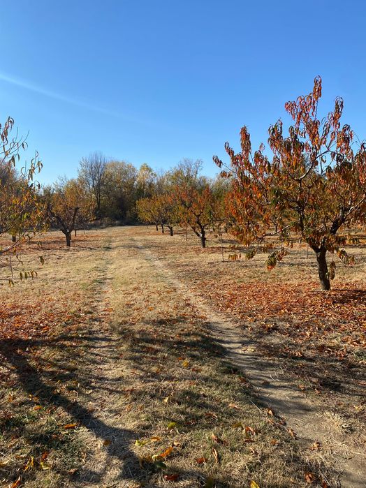 Овощна прасковена градина