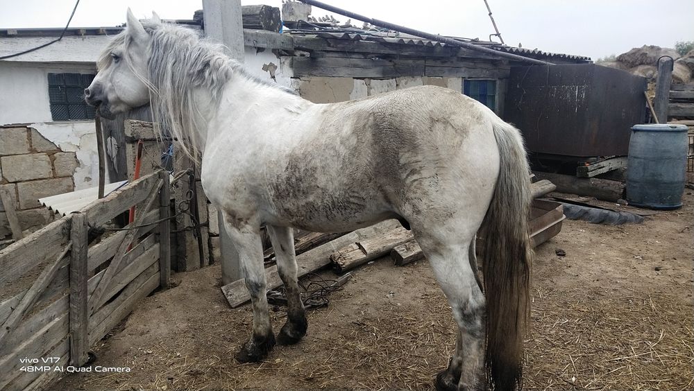 Ағыр полу тяжеловес