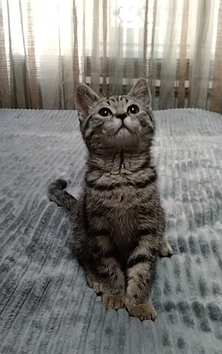 Шотландский котик. Скоттиш страйт.