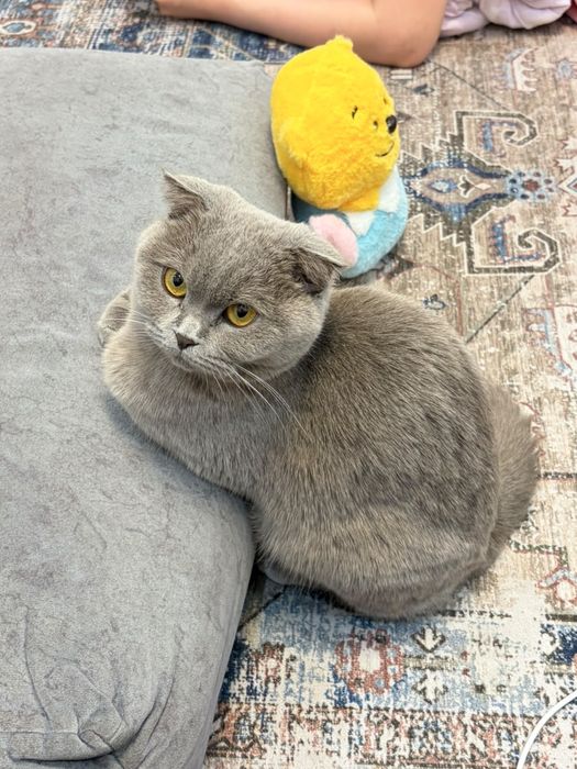 Кошка вислоухая британская