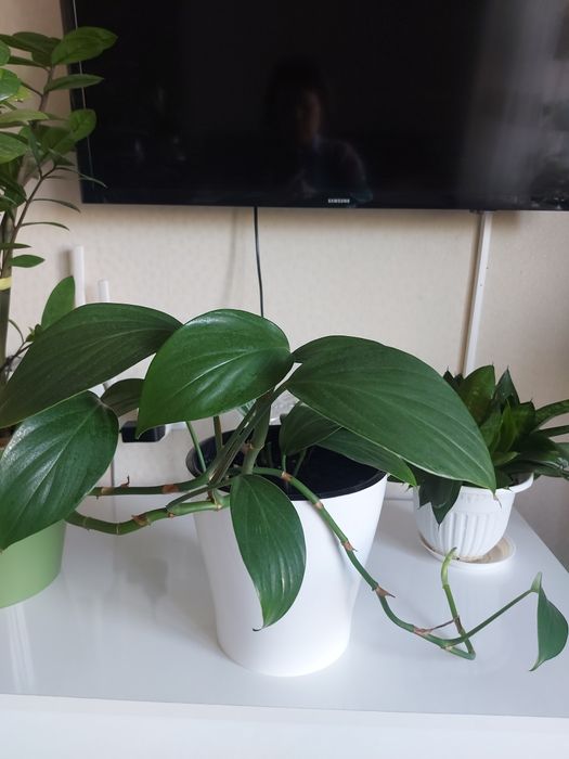 Продам комнатные цветы