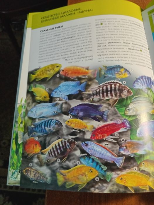 Инциклопедия аквариумные рыбки.