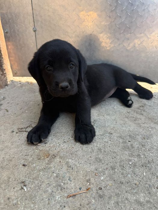 Donez  Catel labrador rettriever