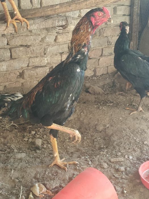 Dakani zori  kelishamiz