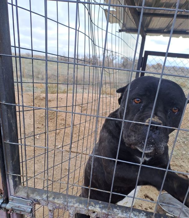 Кане-корсо породистый