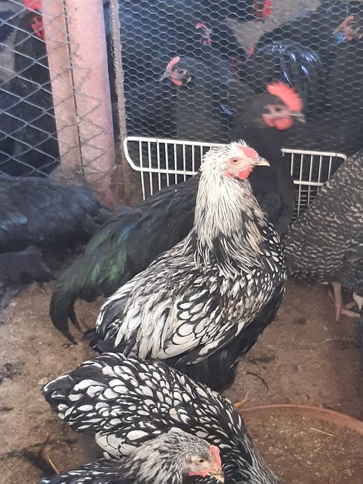 Cocoși de anul acesta