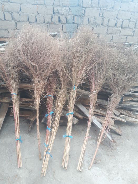 Xovli supurgi 11000 dan kami bor