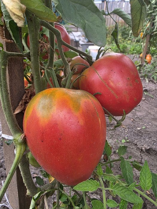Продам помидоры домашние  крупные