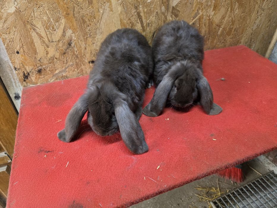 Iepuri berbec german