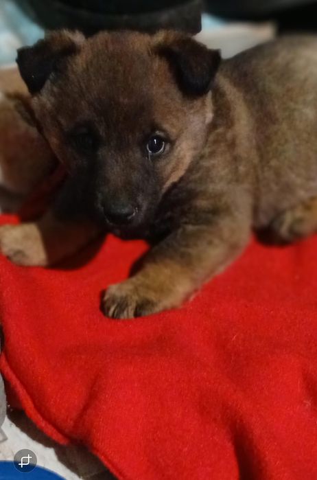 Щеночки мальчики