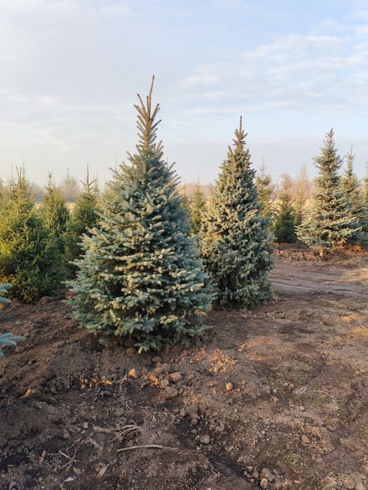 Сосна крымская 6,7,8м