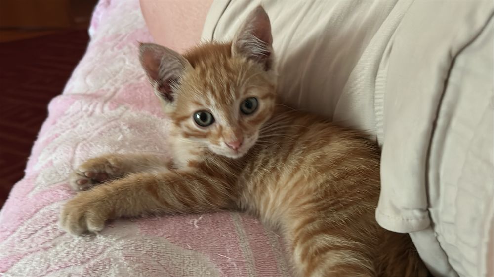 Котенок ищет заботливый дом