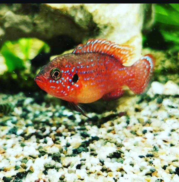 Хромис -Цихлида Африки