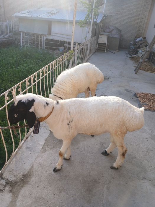 Qoramol qoylar, 2 dona. Qurbonlik un qoʻylar