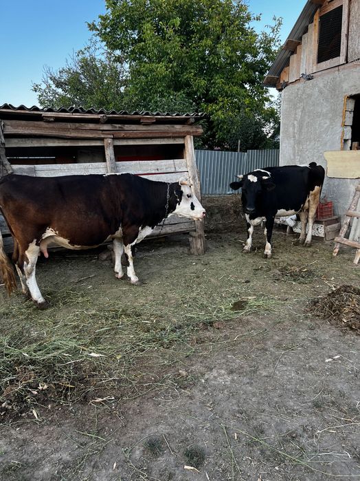 Caută un nou stăpân!