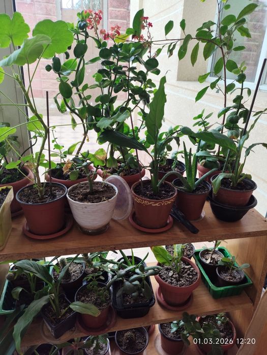 Комнатные цветы недорого