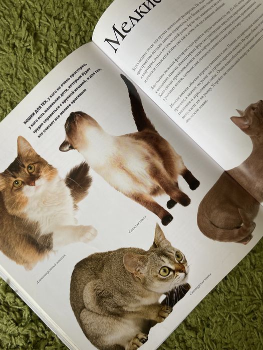 книга все породы кошек