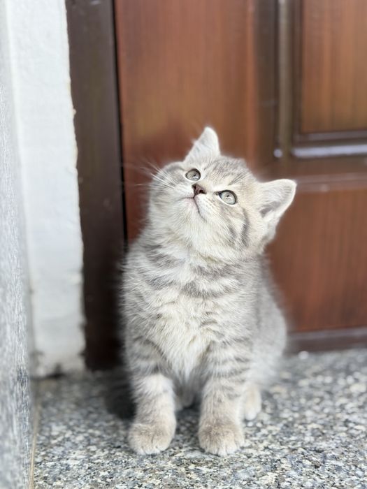 Toza zotli mushuk