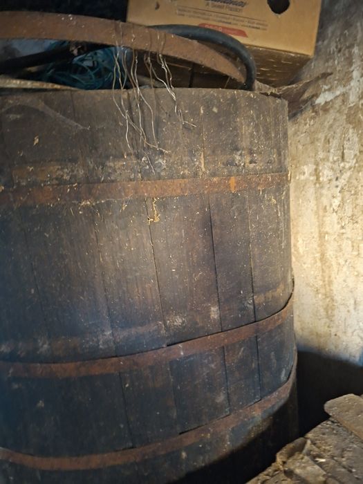 Vând putini/brădoi diferite categorii si greutate de stejar sanatoase cei interesati sa sune!! Nu deranjati inutil 0771616567 raspund si pe whatsapp